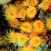 coral_cup_cr_hsb_r_v_0136_kom2003.jpg
